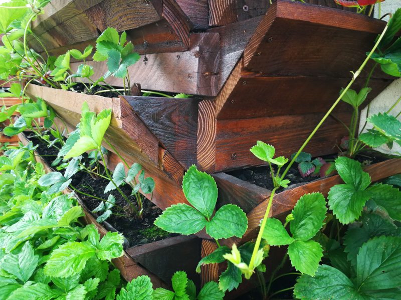 Vedere de aproape din unghi cu mini-terasele construite pentru cultivarea pe verticală